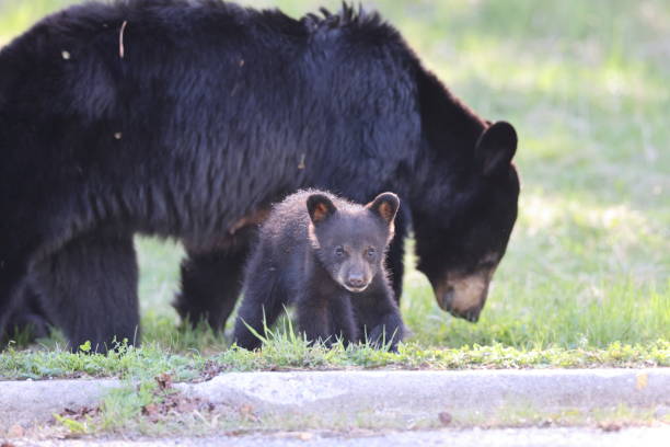istock American black bear white Cubs  (Ursus americanus)  Jasper National Park Kanada 1440502993