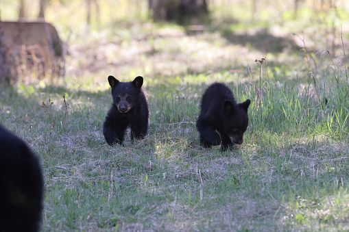 American black bear (Ursus americanus)  Jasper National Park Kanada
