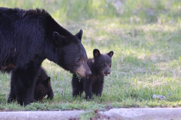 istock American black bear white Cubs  (Ursus americanus)  Jasper National Park Kanada 1440503000