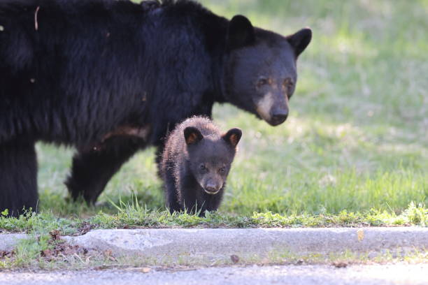 American black bear white Cubs  (Ursus americanus)  Jasper National Park Kanada