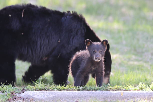 istock American black bear white Cubs  (Ursus americanus)  Jasper National Park Kanada 1440503048