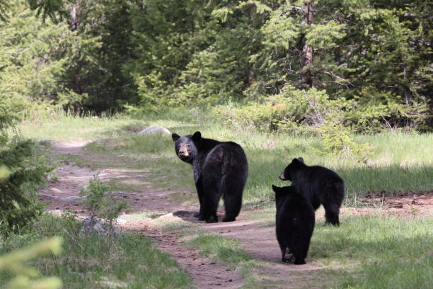istock American black bear (Ursus americanus)  Jasper National Park Kanada 1440503085