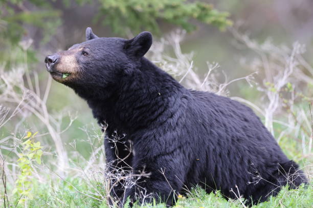 istock American black bear (Ursus americanus)  Jasper National Park Kanada 1440503166