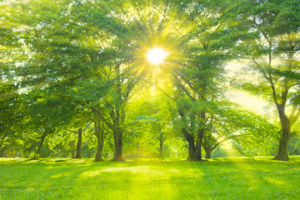 luz solar del bosque - natura fotografías e imágenes de stock