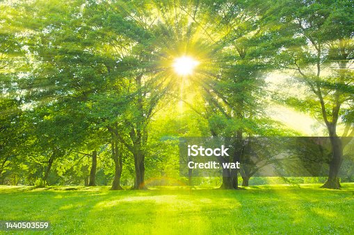 istock forest sunlight 1440503559