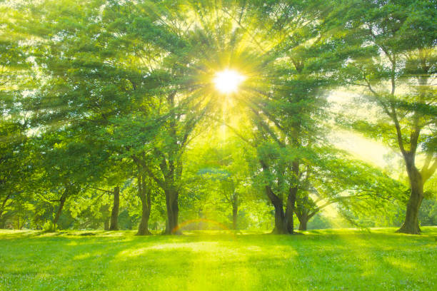 лесной солнечный свет - forest sunbeam tree light стоковые фото и изображения