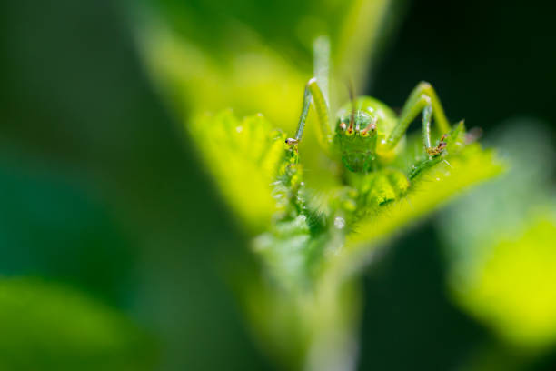 istock Closeup of a green grasshopper on a leaf 1440503858