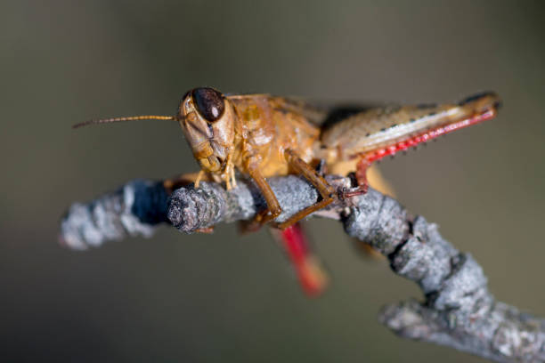 istock Closeup of a brown grasshopper on a branch 1440503859