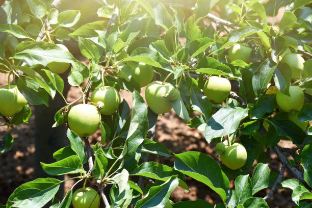 melo, mele verdi sul ramo del melo - 13590 foto e immagini stock
