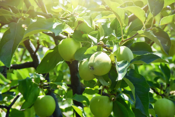 istock Apple tree, green apples on the apple tree branch 1440503984