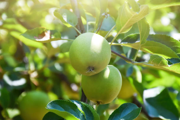 apple tree, green apples on the apple tree branch - 13584 imagens e fotografias de stock