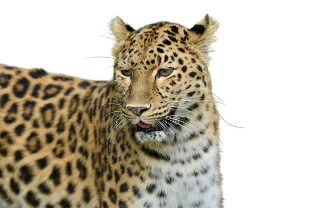 istock Beautiful love panther 1440504367