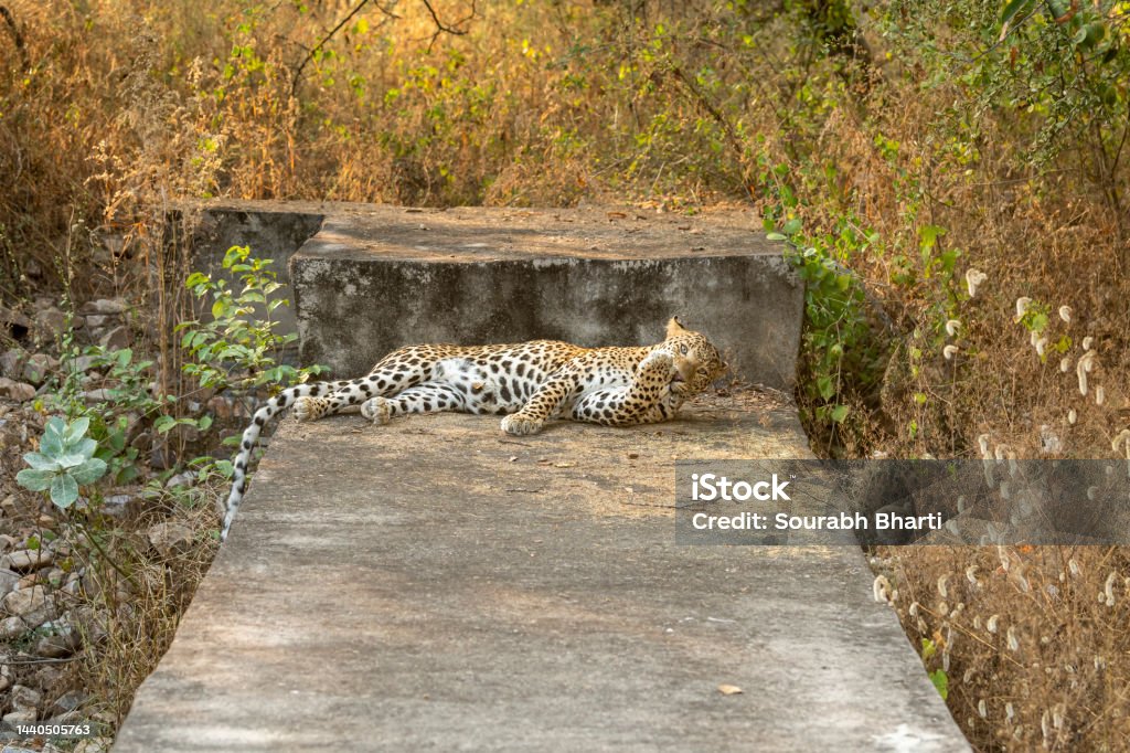 wild male leopard or panther or panthera pardus fusca with eye contact and clean or licking his paws and claws behavior in outdoor safari at jhalana leopard reserve forest jaipur rajasthan india asia Animal Stock Photo
