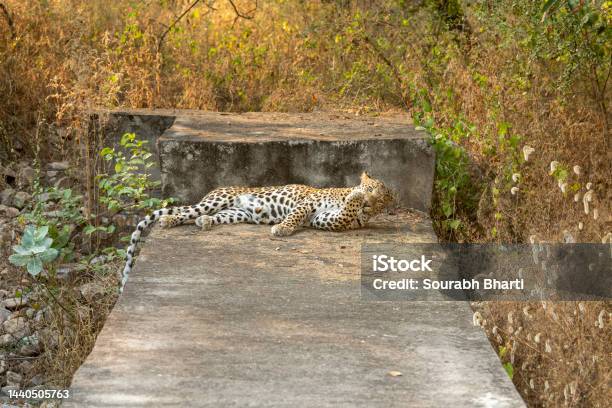 Wild Male Leopard Or Panther Or Panthera Pardus Fusca With Eye Contact And Clean Or Licking His Paws And Claws Behavior In Outdoor Safari At Jhalana Leopard Reserve Forest Jaipur Rajasthan India Asia Stock Photo - Download Image Now