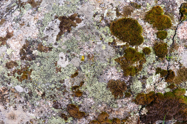 istock texture of rocks and stones surface with moss and lichen background with natural pattern 1440506179