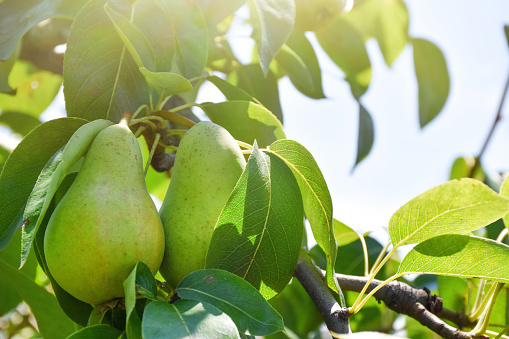 Pear tree, fresh organic pears on the pear tree