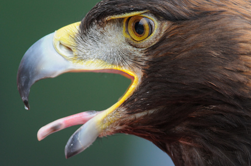 Portrait of a golden eagle's head with a yellow beak