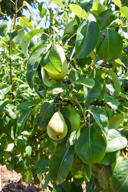 istock Pear tree, pears on the pear tree in the garden 1440506779