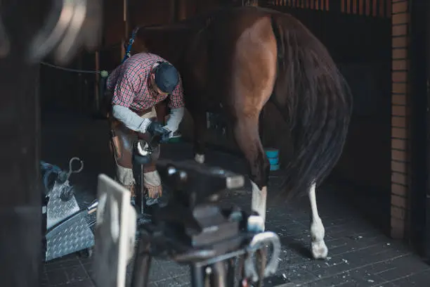 portrait of busy European blacksmith shoves back hoof of brown horse in stable, selectve focus