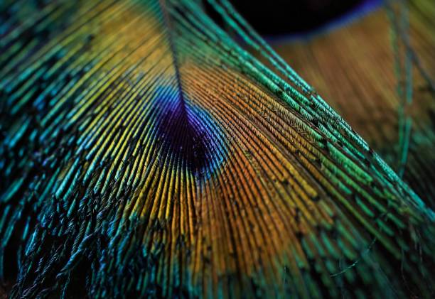 istock Beautiful peacock feather closeup, India. Green feather macro. Feather background wallpaper. Dark feather. 1440508320