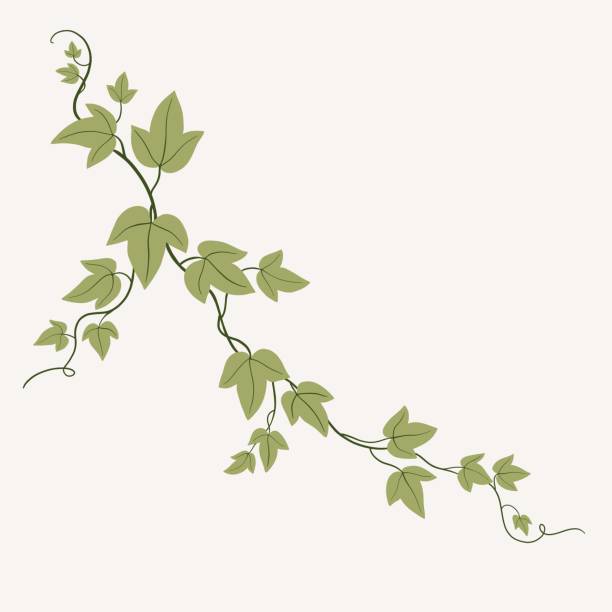 цветочный плющ рисунок декоративным орнаментом плоского дизайна. - ivy vine leaf frame stock illustrations