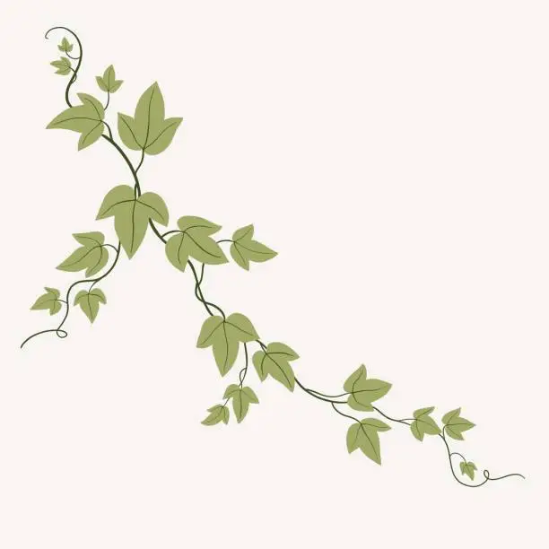 Vector illustration of Floral ivy drawing decorative ornament flat design.