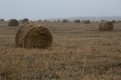 Straw rolls on the late autumn field, cloudy foggy weather, selected focus. Agriculture, farming, atmospheric mood, background, rural, countryside, land plots concept.