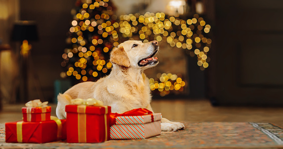 Merry Christmas and Happy New Year. The Labrador dog is sitting among the gifts. The golden retriever is waiting for the holiday at home.