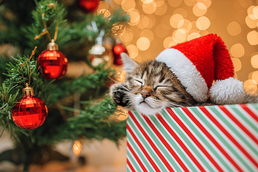 a kitten sleeping in a gift box with a Santa Claus hat on its head. A kitten next to a decorated Christmas tree.