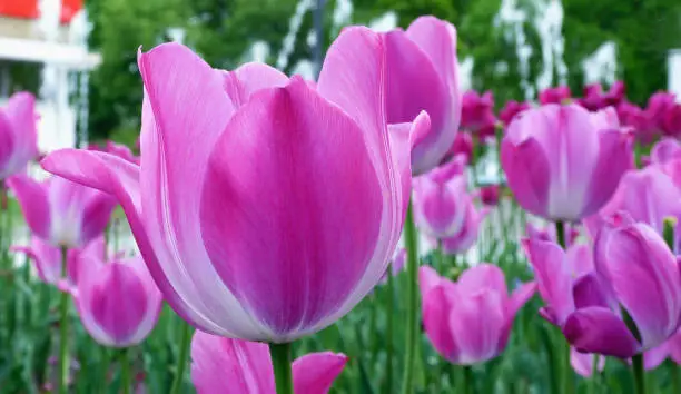 pink tulips in bright sunlight. beautiful petals in closeup view. green stems. lush foliage. spring gardening concept. beauty in nature.