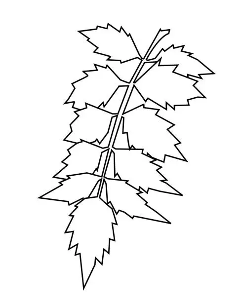 Vector illustration of Vector illustration of a sprig with leaves. Line art.