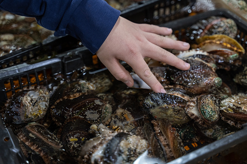 Close up of abalone in the market