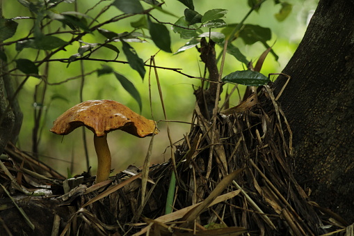 Close up of wild mushroom in forest.