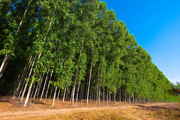 istock Farm of high Eucalyptus trees 1440513676