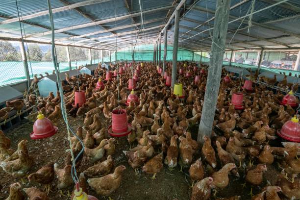 istock Laying hens in barn. Cundinamarca, Colombia. 1440513877