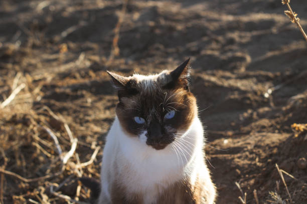istock Siamese Cat Walking on The Field 1440515233