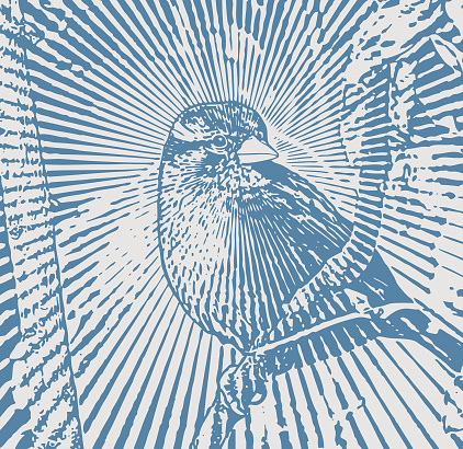 Vector engraving of a Sparrow Perching on branch