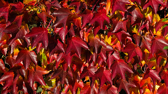 Climbing ornamental plant with bright red leaves of maiden grapes on wall in fall. Bright colors of autumn. Parthenocissus tricuspidata or Boston ivy changing color in Autumn. Nature pattern