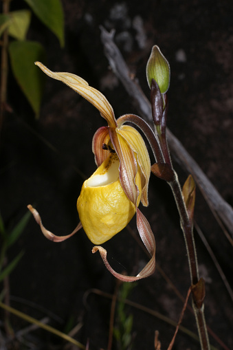 Phragmipedium klotzschianum is a spectacular slipper orchid flower