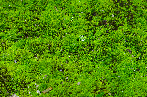 Moss on the sandy floorUnkempt and sandy floors overgrown with moss