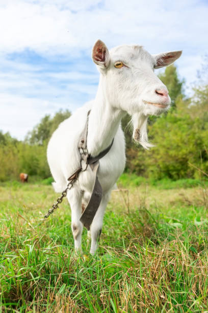 piccola capra in un campo di grano. - kid goat goat milk young animal foto e immagini stock