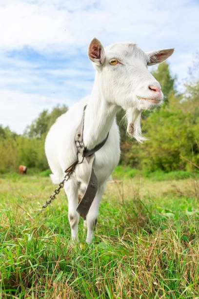 istock small goat in a field of wheat. 1440520050