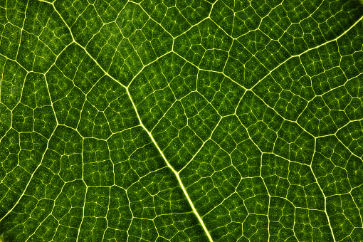 Green leaf texture extreme close-up