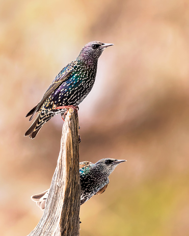 European Starlings perch momentarily on a weathered stump in Wyoming.
