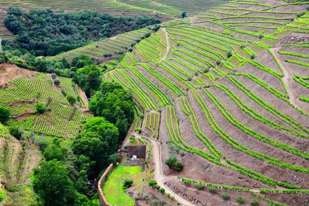 istock Vineyard landscape in Douro, Portugal 1440523572