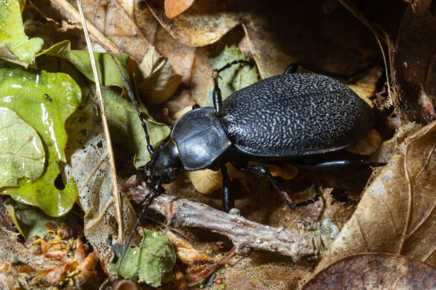 Carabus coriaceus is a species of beetle widespread in Europe, where it is primarily found in deciduous forests and mixed forests. Carabus coriaceus is a species of beetle widespread in Europe, where it is primarily found in deciduous forests and mixed forests. Close up. carabus coriaceus stock pictures, royalty-free photos & images