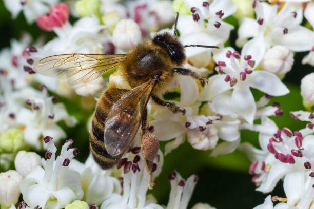 istock Bee Gathering Pollen from a White Flower on a Summer Day. close up 1440523871