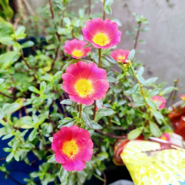 istock Portulaca/ Purslane 1440523927
