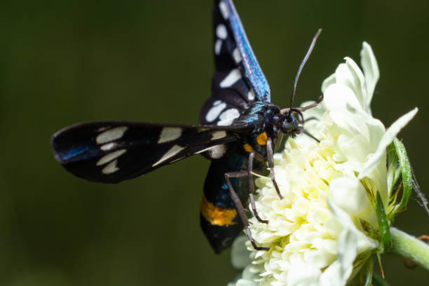Nine-spotted moth or yellow belted burnet, Amata phegea, formerly Syntomis phegea, macro in weed, selective focus, shallow DOF