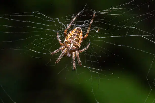 Close-up of a female European garden cross spider Araneus diadematus in the web.